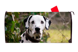 Dalmation 2 Dog Magnetic Mailbox Cover - Mailbox Covers for You